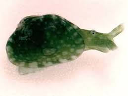 Image result for Isoglossa membranacea