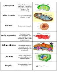 Pin On Biology Notes