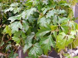 Image result for Cissus alata