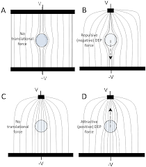 By alyssa merwin published dec 28, 2017. Cancers Free Full Text Isolation Of Circulating Tumor Cells By Dielectrophoresis
