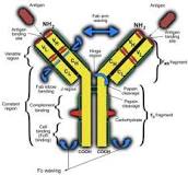 Image result for what is an ivg treatment