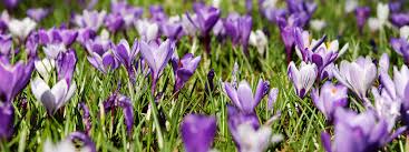 The international music festival heidelberger frühling is an annual classical music festival held in heidelberg in march and april since 1997, with over 100 events and 47,000 visitors (2018). Fruhlingswetter Wann Kommt Der Fruhling In Die Schweiz Wetter Alarm