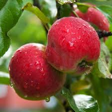 Located at brogdale farm, near faversham (kent), the collection is owned by the department for environment, food and rural affairs (defra) and is part of an. Patio Fruit Trees Apple Cherry Plum Nectarine Peach Pear 5l