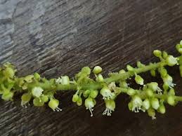 Image result for Allophylus chaunostachys × rubifolius