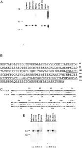 Последние твиты от dennis wong (@denniswongca). C E10 Is A Caspase Recruiting Domain Containing Protein That Interacts With Components Of Death Receptors Signaling Pathway And Activates Nuclear Factor Kb Journal Of Biological Chemistry