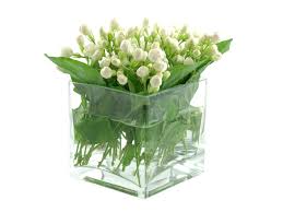 Philippine Jasmine Flower In Glass Box Free Download Beautiful High Definition Wallpapers Of Jasmine Flower Jpg 5502 4126 Glass Vase Square Vase Vase
