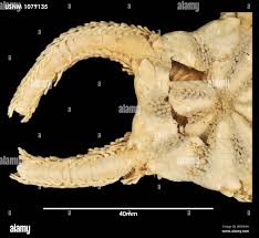 Image result for Ochna cinnabarina