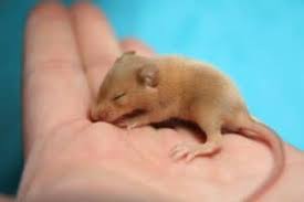 How Long Do Mice Live Mouse Lifespan Explained Earthkind