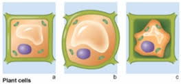 See full list on biologydictionary.net Quiz In The Following Figure Which Cell Exhibits The Condition Of Plant