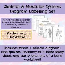 Everything kids human body book learn about the body's systems: Skeletal Muscular Systems Diagram Labelling Set With Anatomy Of A Bone Wksts