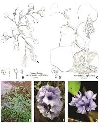 Image result for Pontederiaceae