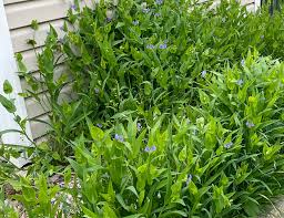 Image result for Dicliptera maculata