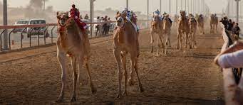 Mates around open campfires is how we roll at boulia camel races outback queensland, so if. Camel Racing In Dubai Breeds Race Tracks More Mybayut