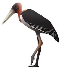 Image result for Landolphia robustior