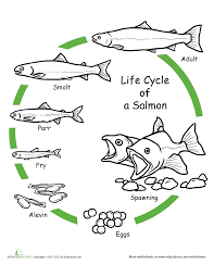 Free download printable coloring pages of animal, cartoons, toys, and others at incoloring.com. Salmon Life Cycle Coloring Pages Oceans Initiative Oceans Initiative