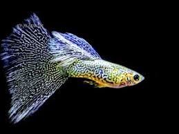 Guppies Reproduction How To Make Million Beautiful Guppy Fish In Aquar Cute Animals List Baby Animal Names Cute Wild Animals