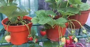 Maybe you would like to learn more about one of these? Tingkap Nako Cantik Ini Cara Mudah Dan Tidak Memerlukan Modal Besar Impiana