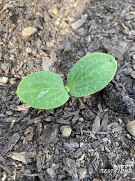 Apr 21, 2021 · nitrogen promotes green growth, making for plenty of vines and leaves. When To Plant Pumpkins From Seeds Or Transplants