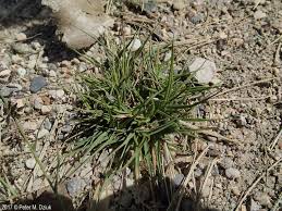 Image result for Eragrostis nindensis