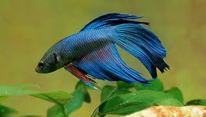 April 8, 2014 by lyly. Betta Fish Betta Fish Tanks Food And More Petsmart Natgeo Betta Fish Tank Betta Betta Fish
