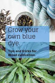 Want To Grow Your Own Dye Garden Try This Classic Plant Used Since Ancient Times To Create A Beautiful Blue N Natural Dye Fabric How To Dye Fabric Eco Dyeing