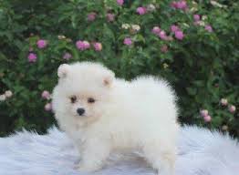 Pure White Pomeranian Puppies Shootmart