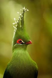 This Beautiful Bird Is Called A Knysna Turaco And Can Be Found In South Africa Beautiful Birds Pretty Birds Pet Birds
