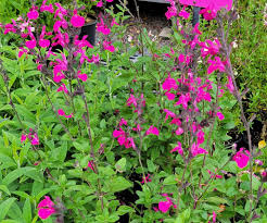 Image result for Sebaea microphylla