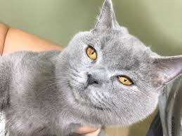 Satilik Kedi Ilanlari Ve Fiyatlari Kedi Sahiplendirme Ilanlari