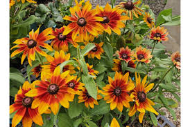 Image result for Renealmia susanneae-katziae