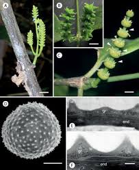 Image result for Gnetum