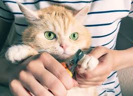 Keep some styptic powder on hand to stop the bleeding just in case. Nail Biting In Cats Petmd