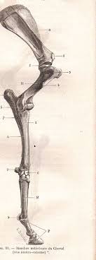 Principles of bone development in horses. Skeletal System Of The Horse Wikipedia