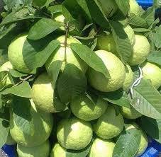 Melansir dari specialty produce, jambu kristal atau psidium guajava ini umumnya ditemukan di malaysia dan wilayah pasifik selatan. Cara Mengatasi Jambu Kristal Busuk Cara Menanam Jambu Kristal Panduan Lengkap Kutanam Isitdangeroustosnortvicodkvq Wall