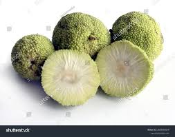 Image result for Maclura