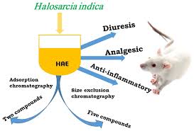 Image result for Halosarcia