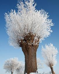 A Frosted Willow On A Very Cold And Bright Winter Day Poster By Roeselien Raimond Unique Trees Nature Tree Beautiful Tree