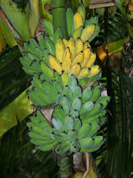 Image result for Musa acuminata