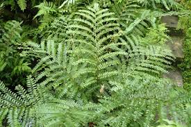 Image result for Didymochlaena