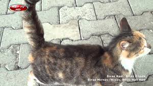 Biraz Kedi Biraz Kopek Biraz Mirnav Miyav Biraz Hav Hav Youtube