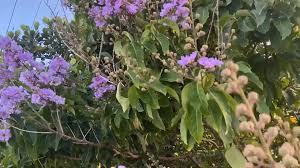Image result for Buchnera speciosa