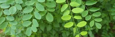 Die akazien (acacieae) sind eine tribus in der unterfamilie mimosengewächse (mimosoideae) innerhalb der pflanzenfamilie der hülsenfrüchtler (fabaceae). Akazie Mehr Zur Holzart Erfahren