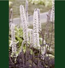 Check spelling or type a new query. Cimicifuga Hillside Black Beauty Bugbane Sugar Creek Gardens