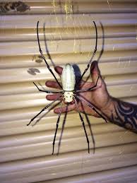 What does a bite look like? People Are Horrified After Seeing Massive Golden Orb Spider In Australia Ladbible