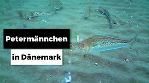 Ich selbst habe ihn aber noch nicht verzehrt, deshalb spreche ich nicht aus eigener erfahrung. Bootsangeln Vor Lyngsa Strand Petermannchen Youtube