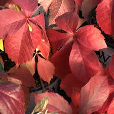 Image result for Parthenocissus