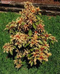 Image result for Hamelia patens