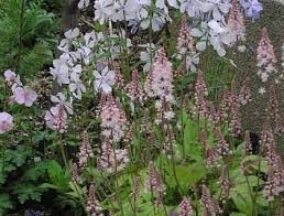 ティアレラ ピンクスカイロケット ユキノシタ科 宿根草 花４月 ５月 半日陰 日陰 北アメリカ東部に分布 植物 花 春