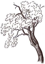 Check spelling or type a new query. How To Draw Trees And Oak Trees With Simple Steps Tutorial How To Draw Step By Step Drawing Tutorials