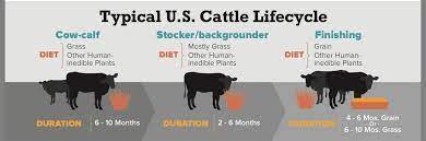Maria Sanchez Mainar Phd On Twitter Have A Look At This Publication World Mapping Of Animal Feeding Systems In The Dairy Sector Fao Https T Co 2c3nbp7vva Https T Co 2fek9ouiff